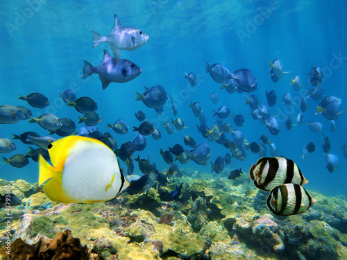 School of tropical fish underwater in the Caribbean sea, Costa Rica