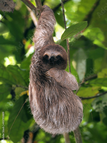 Young three toed sloth hanging from a branch, Panama, Central America © dam