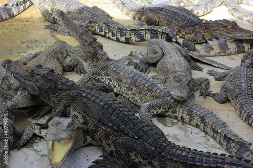 group of large freshwater crocodiles