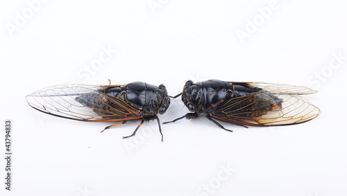 Cicada isolated on white background © xiaoliangge