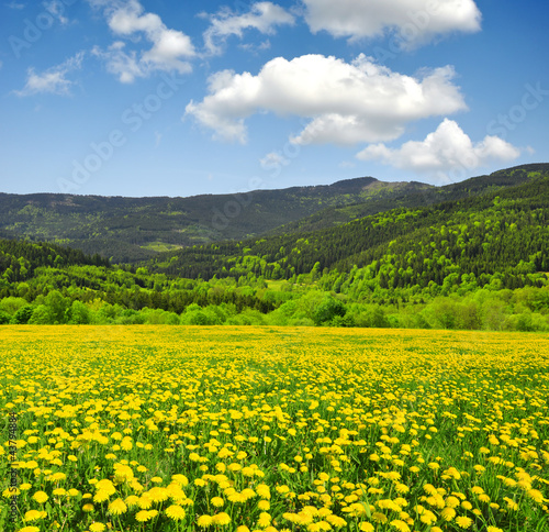 Spring landscape in the national park Sumava - Czech Republic