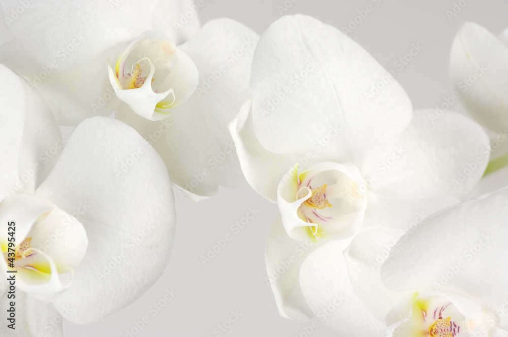 Orchids close-up Orchids close-up