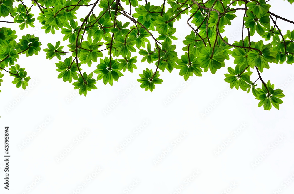 green leave isolated on white background green leave isolated on white background