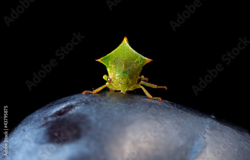 Macro of cicada en face photo