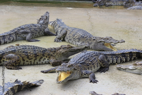 group of large freshwater crocodile