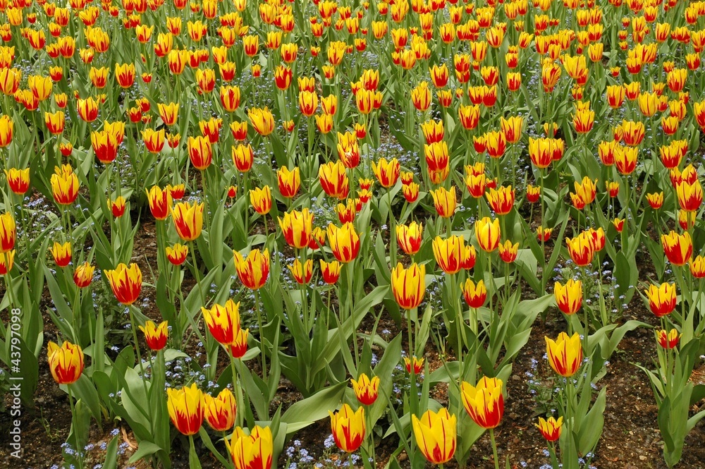 tulip flower in spring