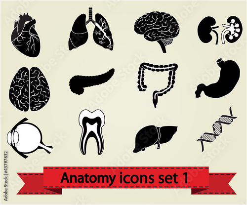 Anatomy icons set 1
