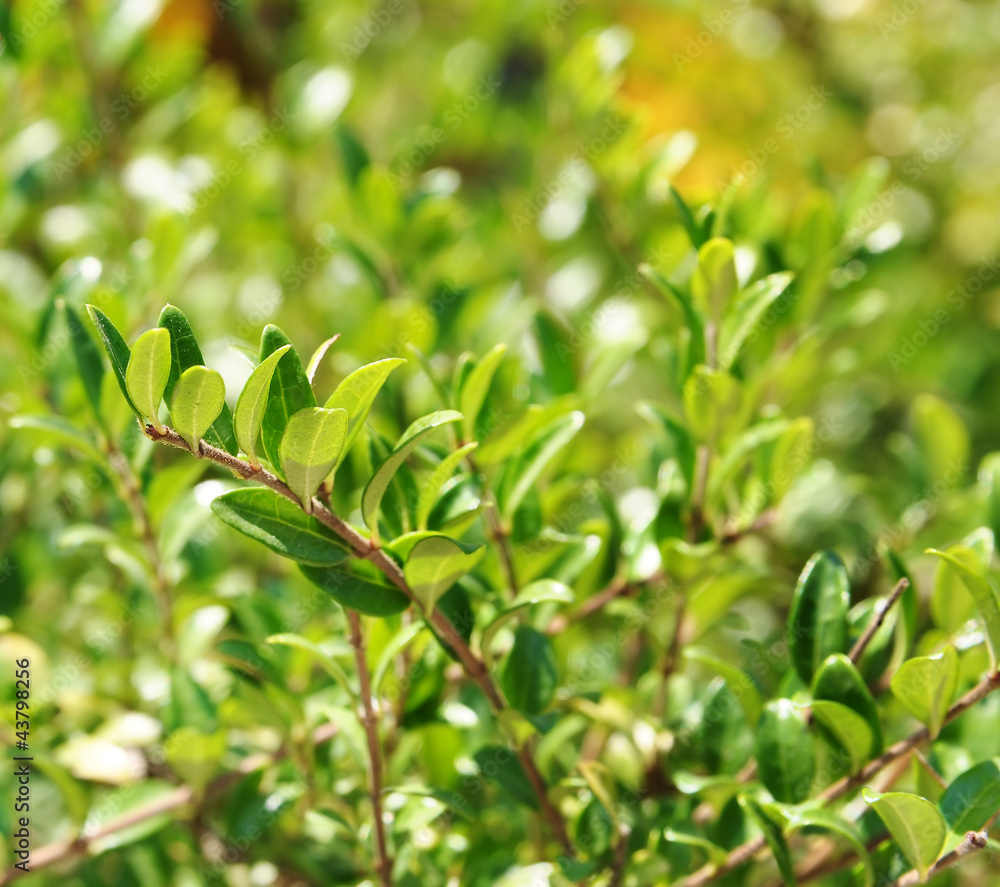Abstract bright bachground with evergreen branches Abstract bright bachground with evergreen branches