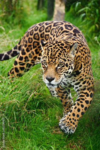 Photographie Superbe jaguar Panthera Onca rôdant dans les hautes herbes