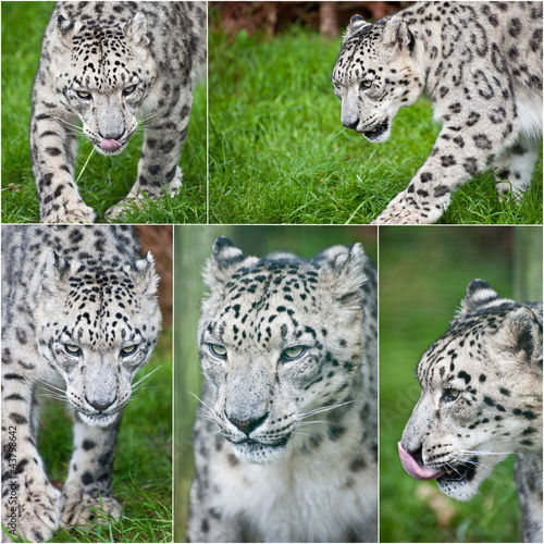 Compilation of five images of Snow Leopard Panthera Uncia big ca