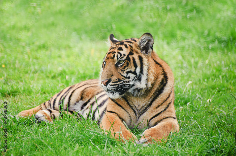 Portrait of Sumatran Tiger Panthera Tigris Sumatrae big cat Portrait of Sumatran Tiger Panthera Tigris Sumatrae big cat
