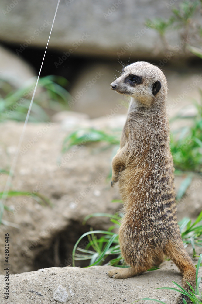 Fototapeta premium ミーアキャット