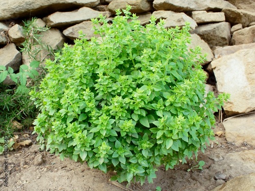 Small leaf greek bush basil