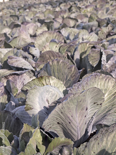 Rotkohl kurz vor der Ernte