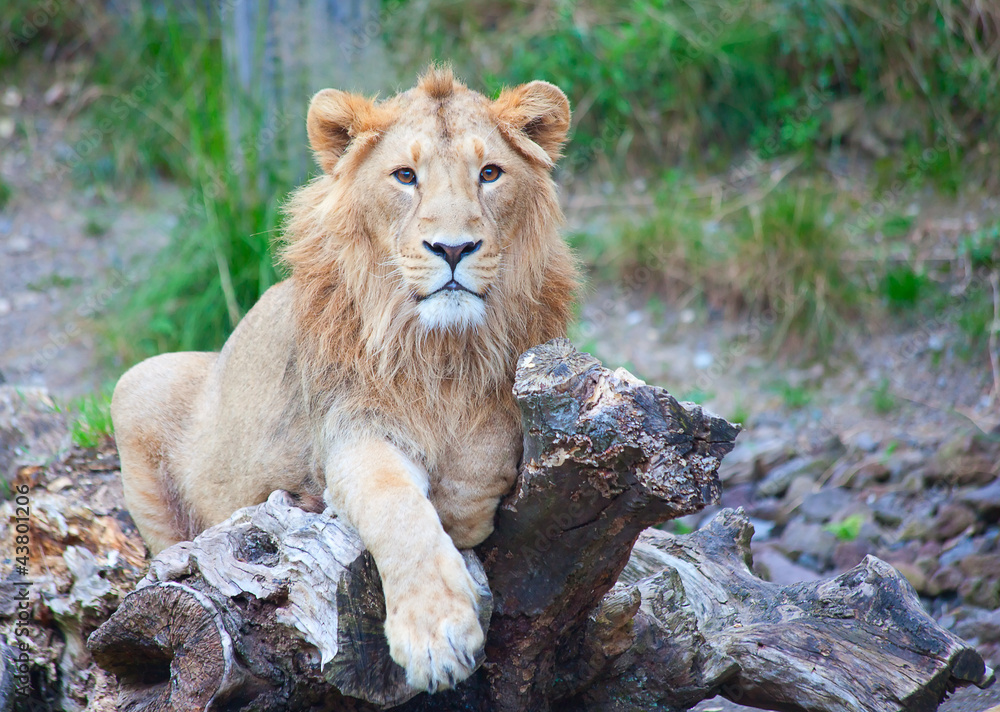 Naklejka premium Young lion