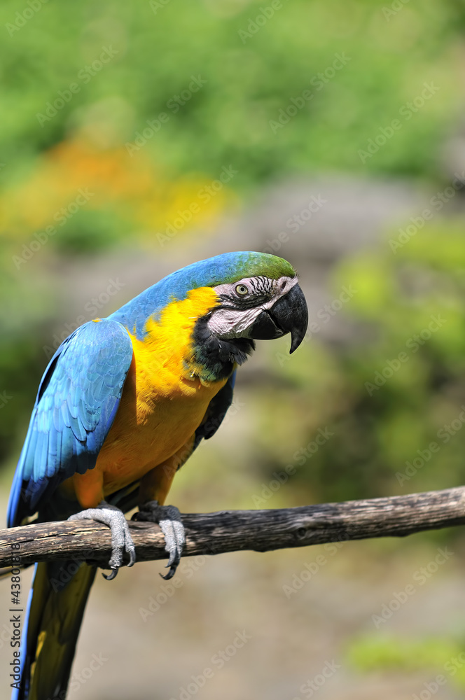 ルリコンゴウインコ ルリコンゴウインコ