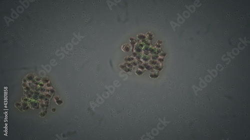 Bacteria forming colonies with alpha channel
