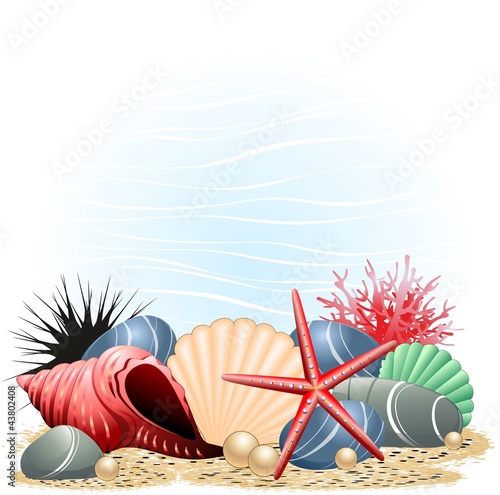 Conchiglie Stella Marina e Corallo-Seashells, Starfish and Coral