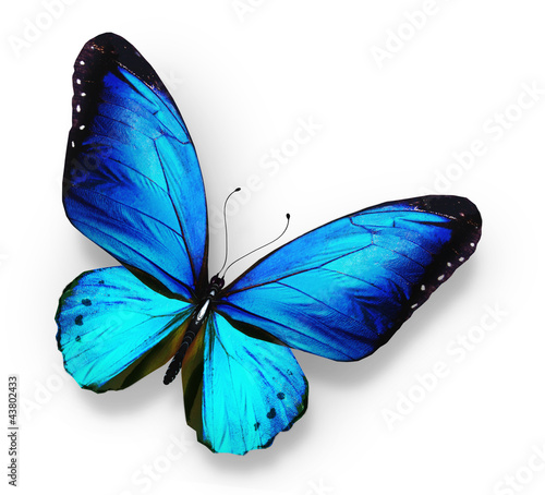 Photography Blue butterfly , isolated on white