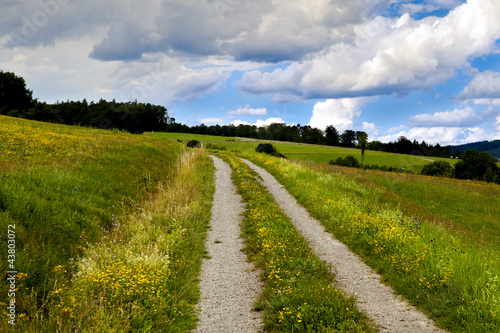 rural road in flowering meadows