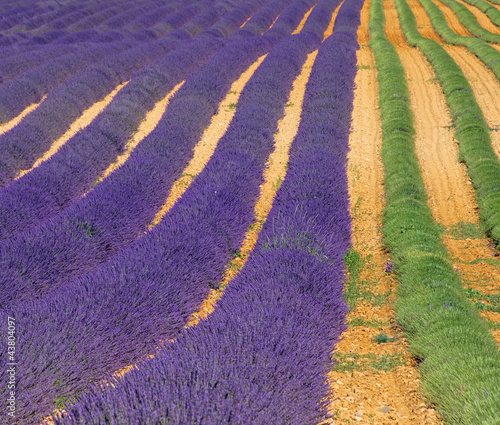 Lavendelfeld Ernte - lavender field harvest 02
