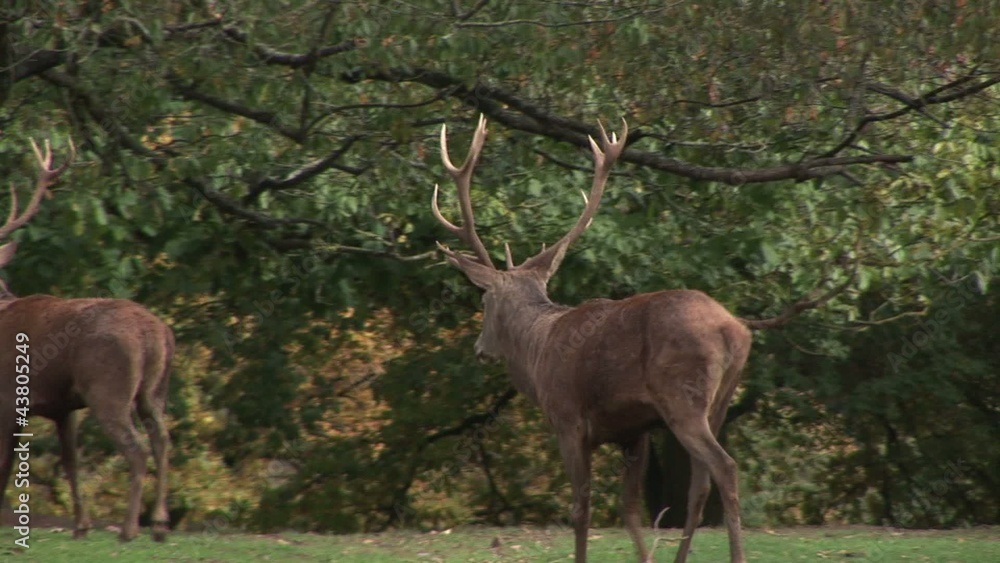 Male Red Deer in the Forest. Animal. Autumn Male Red Deer in the Forest. Animal. Autumn