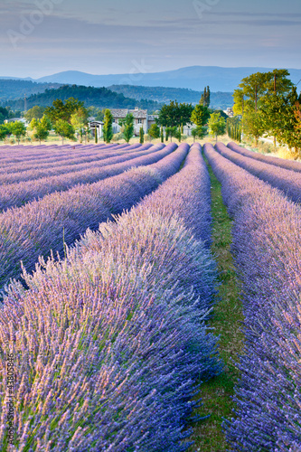 Принти на полотні Lavender field in Provence