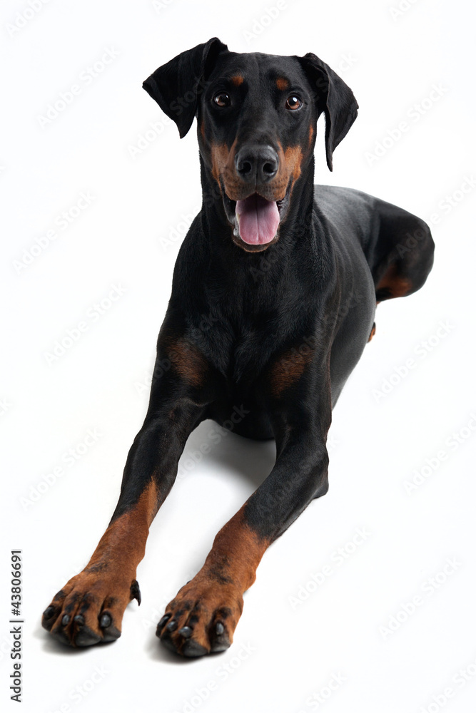 Freundlicher Dobermann