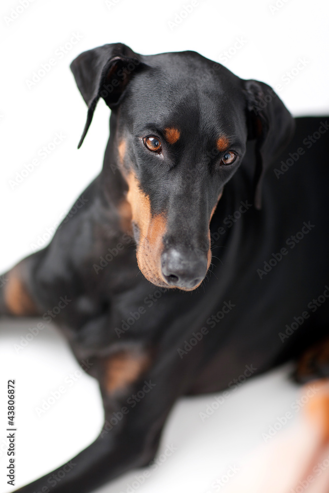 Freundlicher Dobermann Freundlicher Dobermann