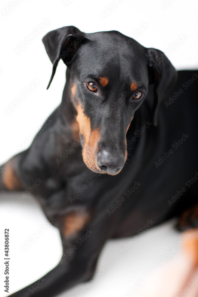 Freundlicher Dobermann