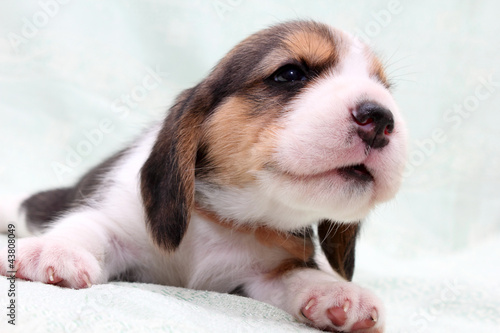 a wonderful little puppy dog beagle