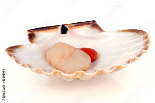 La coquille saint-jacques crue