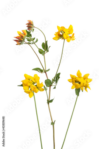 Common Bird's foot Trefoil