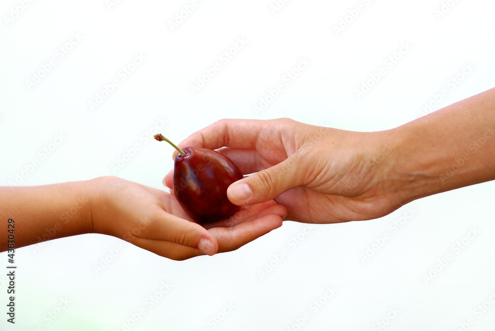 Plum from hand