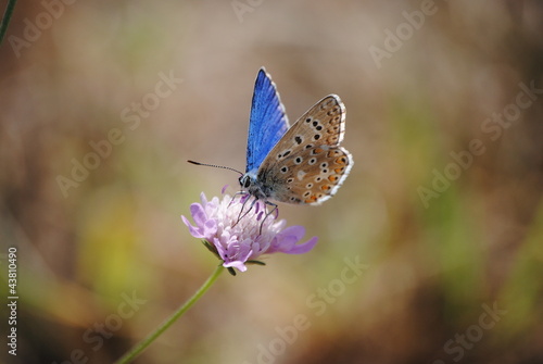 papillons © Robert Casacci