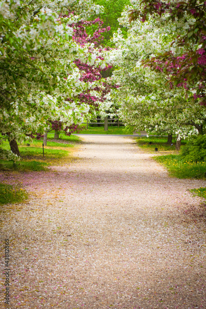 Obraz premium Country lane surrounded by trees in spring bloom