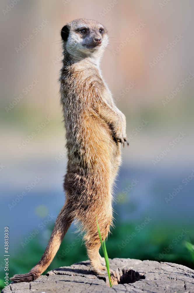 Fototapeta premium A meerkat standing upright and looking alert