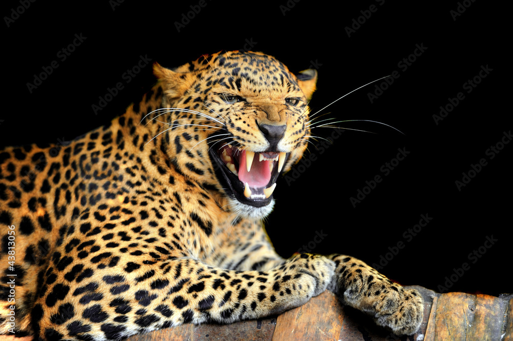 Obraz premium Leopard