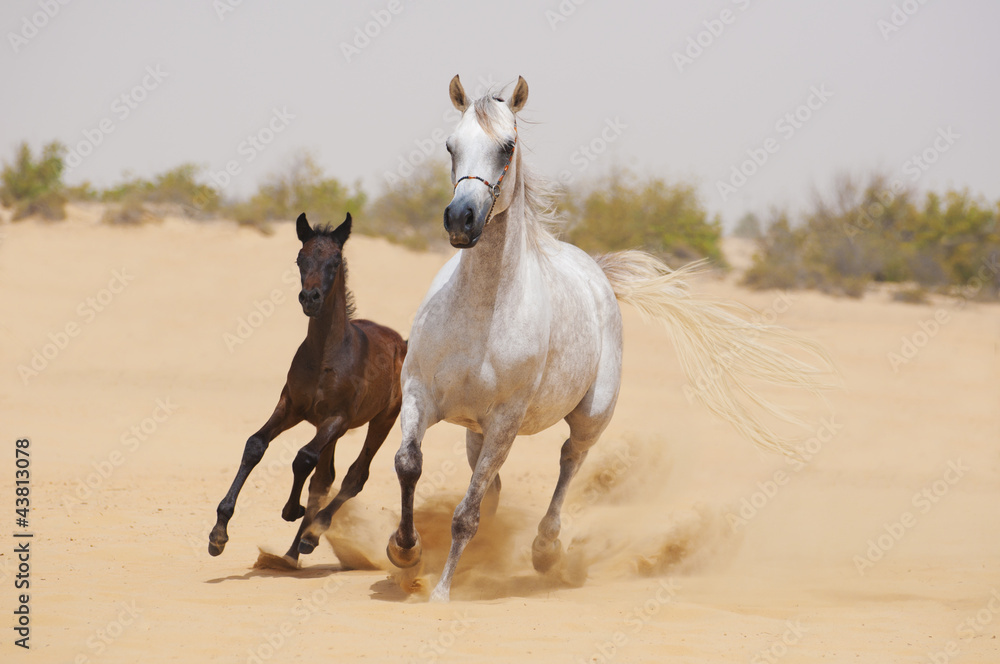 Arabian Mare and foal in desert