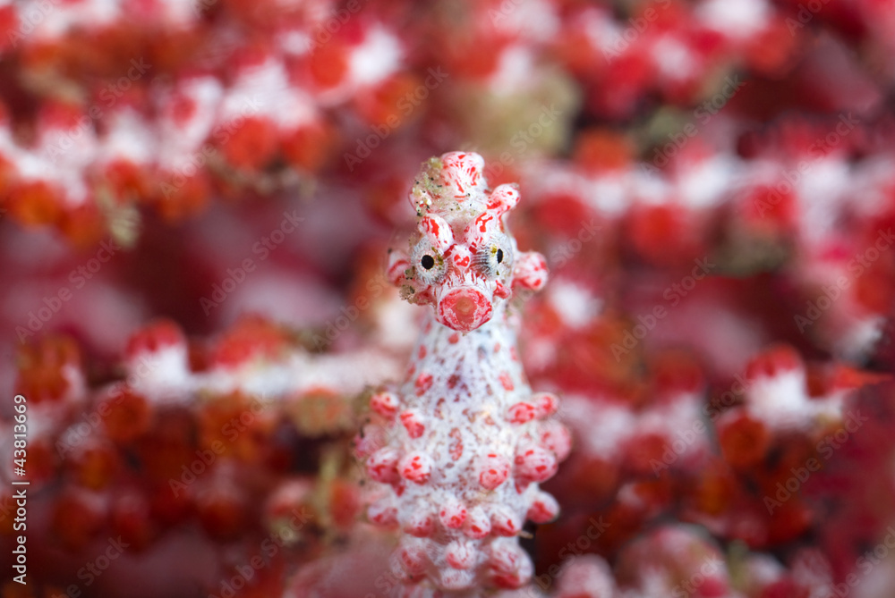 Fototapeta premium Pygmy seahorse in front of soft corals looking at camera