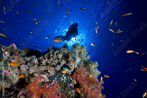 Woman scuba diver exploring soft corals