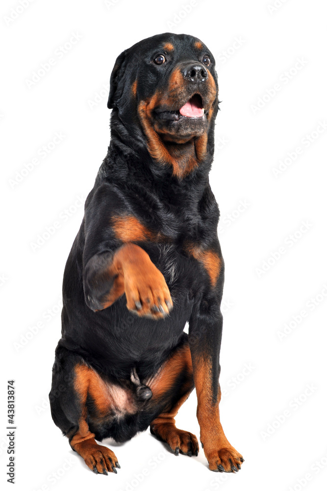 rottweiler and paw