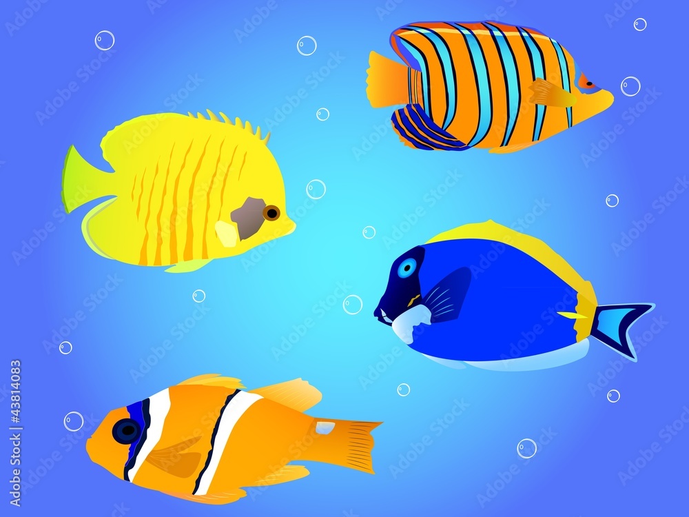 Tropical fish collection