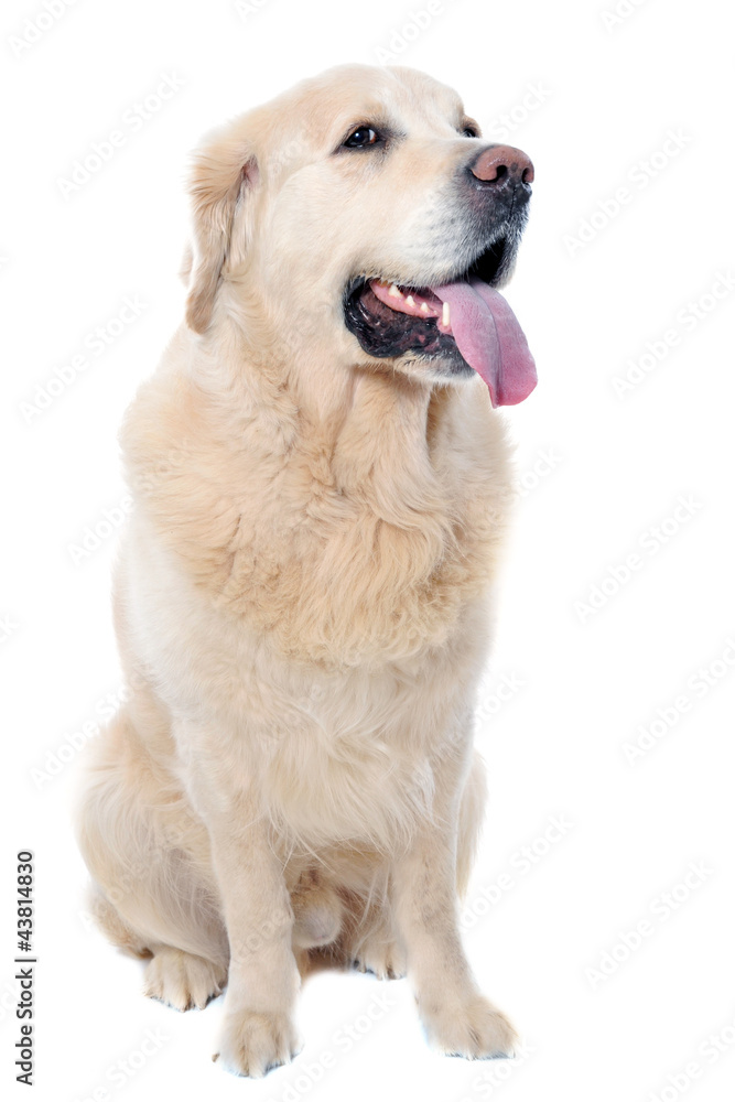 golden retriever