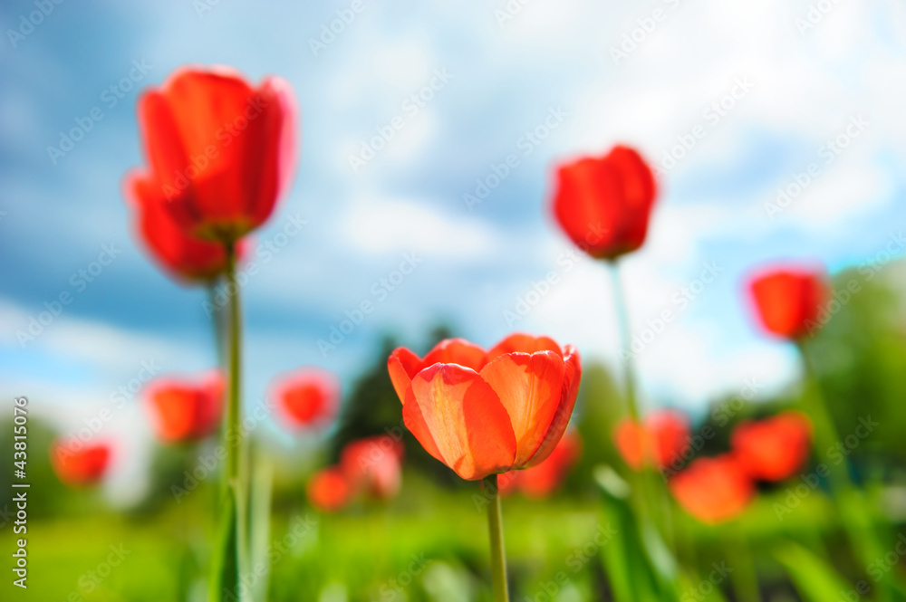 Obraz premium Beautiful tulips against dramatic sky