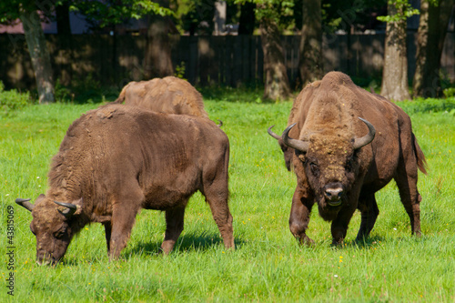 Polish bisons