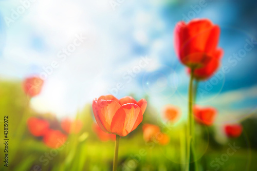 Beautiful tulips against dramatic sky