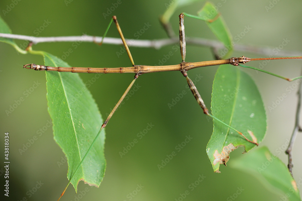 Northern Walking Stick (Diapheromera femorata) on a Tree Branch Northern Walking Stick (Diapheromera femorata) on a Tree Branch