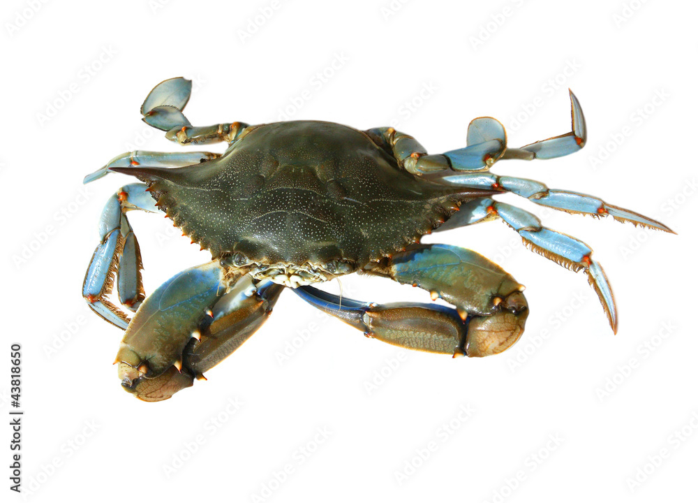 Obraz Blue crab