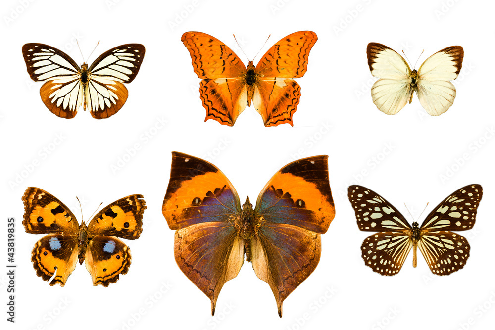 Butterfly isolated on white background. Butterfly isolated on white background.